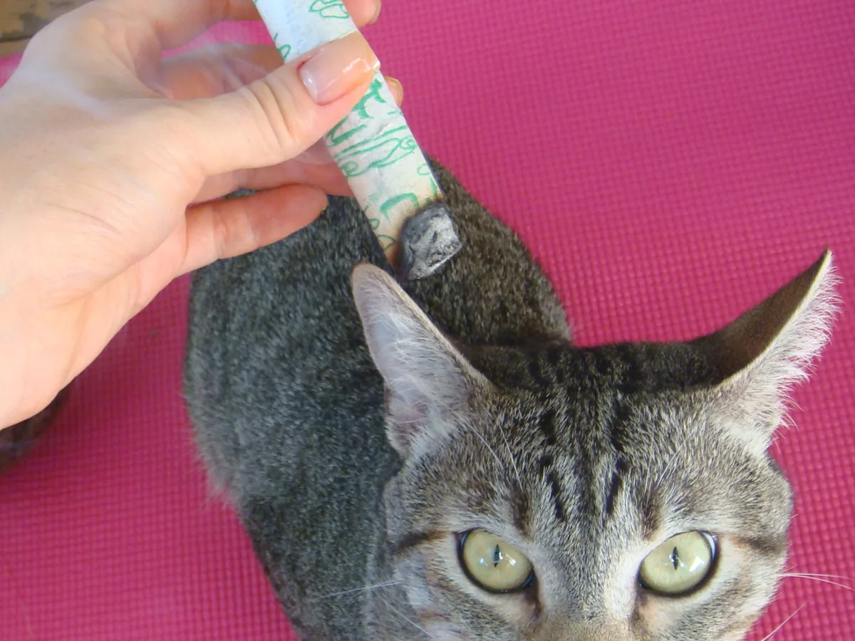 Gato recebendo acupuntura veterinária
