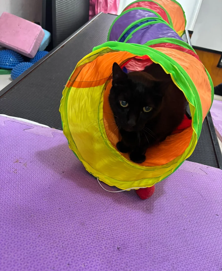 Gato atravessando túnel durante atividade na clínica