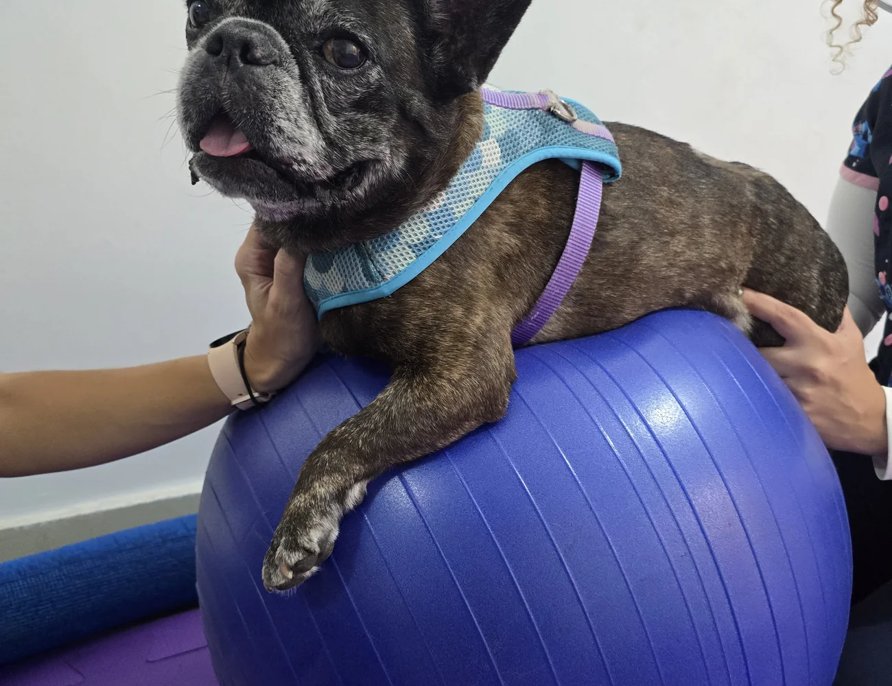 Cão sendo acompanhado em exercício de fisioterapia