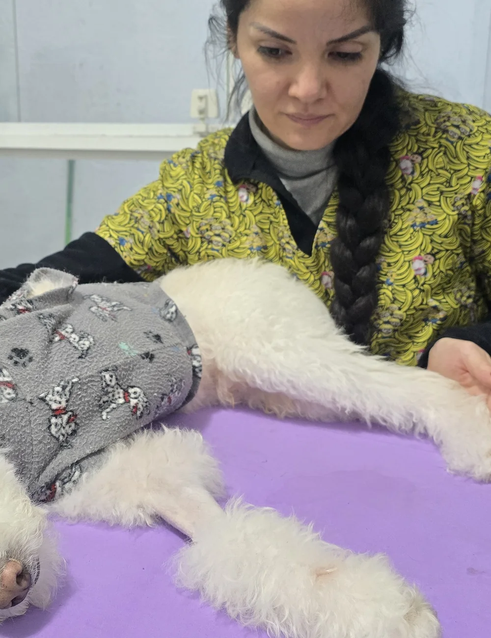 Dra. Thiana Tanaka acompanhando um cão durante atendimento