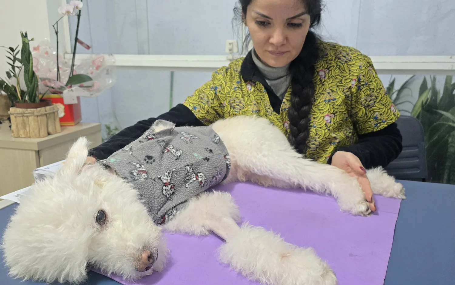 Dra. Thiana realizando cuidado manual em um cão